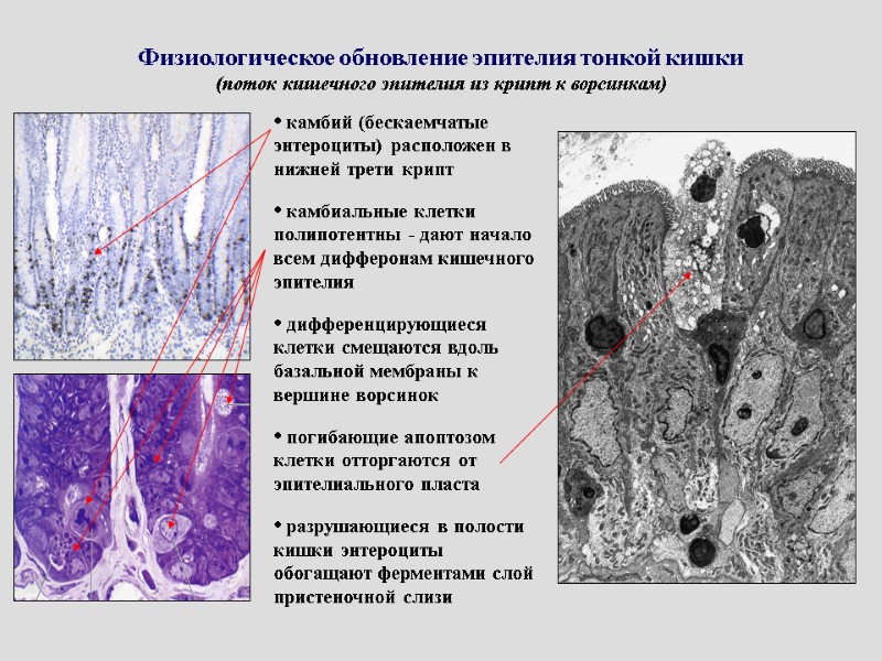 Физиологическое обновление эпителия тонкой кишки (поток кишечного эпителия из крипт к ворсинкам)  камбий